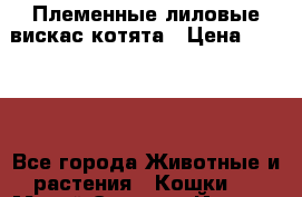 Племенные лиловые вискас котята › Цена ­ 7 000 - Все города Животные и растения » Кошки   . Марий Эл респ.,Йошкар-Ола г.